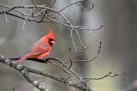 Cardinal