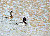 Ring-necked Duck Gallery