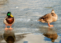 Mallard Duck Gallery