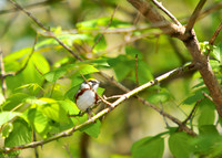 Chestnut-sided Warbler