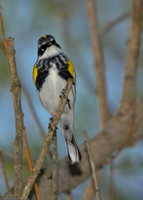 Yellow-rumped