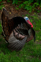 Wild Turkey